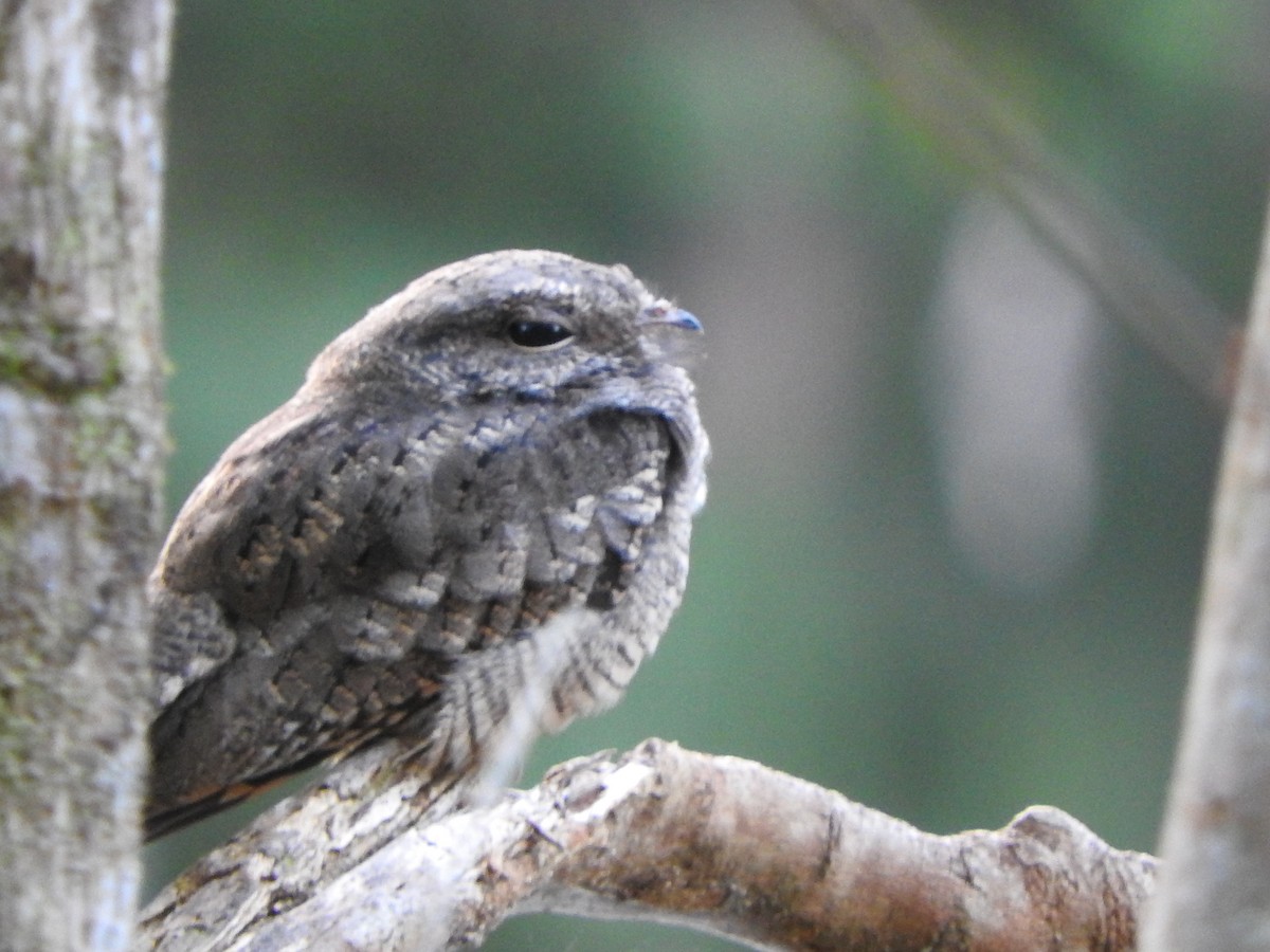 Ladder-tailed Nightjar - ML628628338