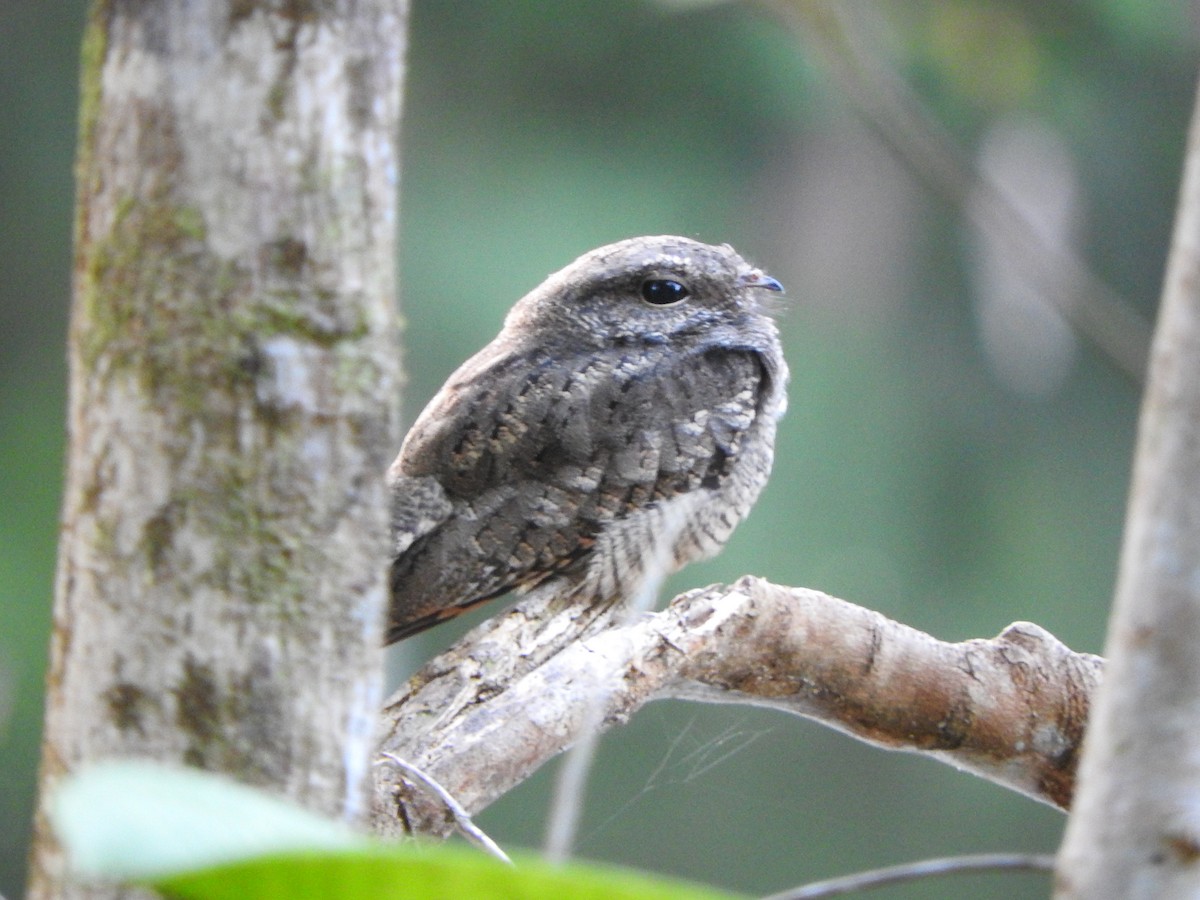 Ladder-tailed Nightjar - ML628628339