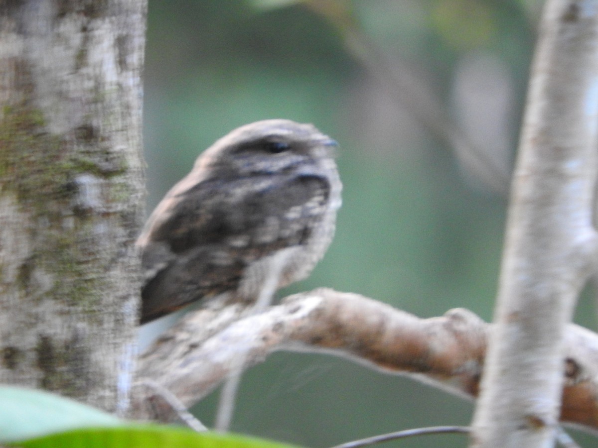 Ladder-tailed Nightjar - ML628628342