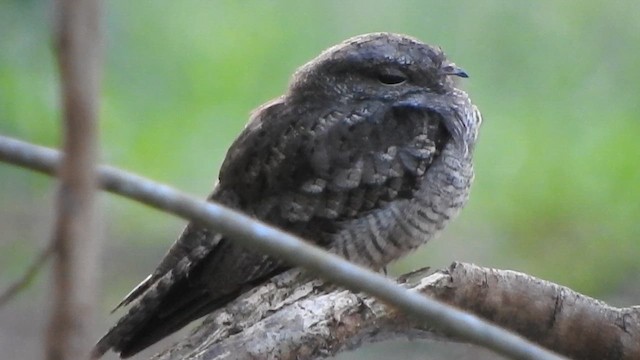 Ladder-tailed Nightjar - ML628628349