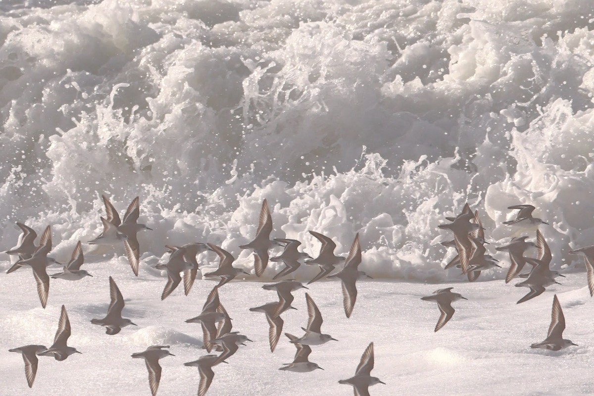 Sanderling - ML628628383