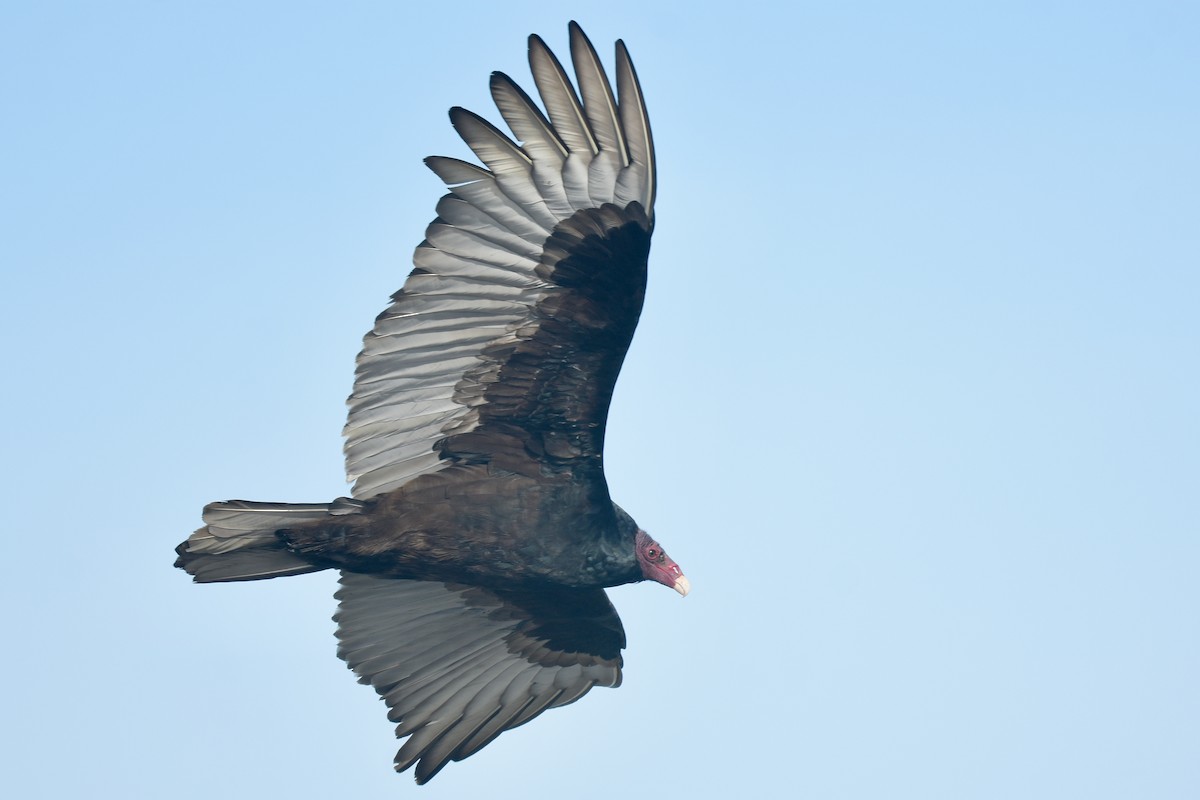 Turkey Vulture - ML628628522
