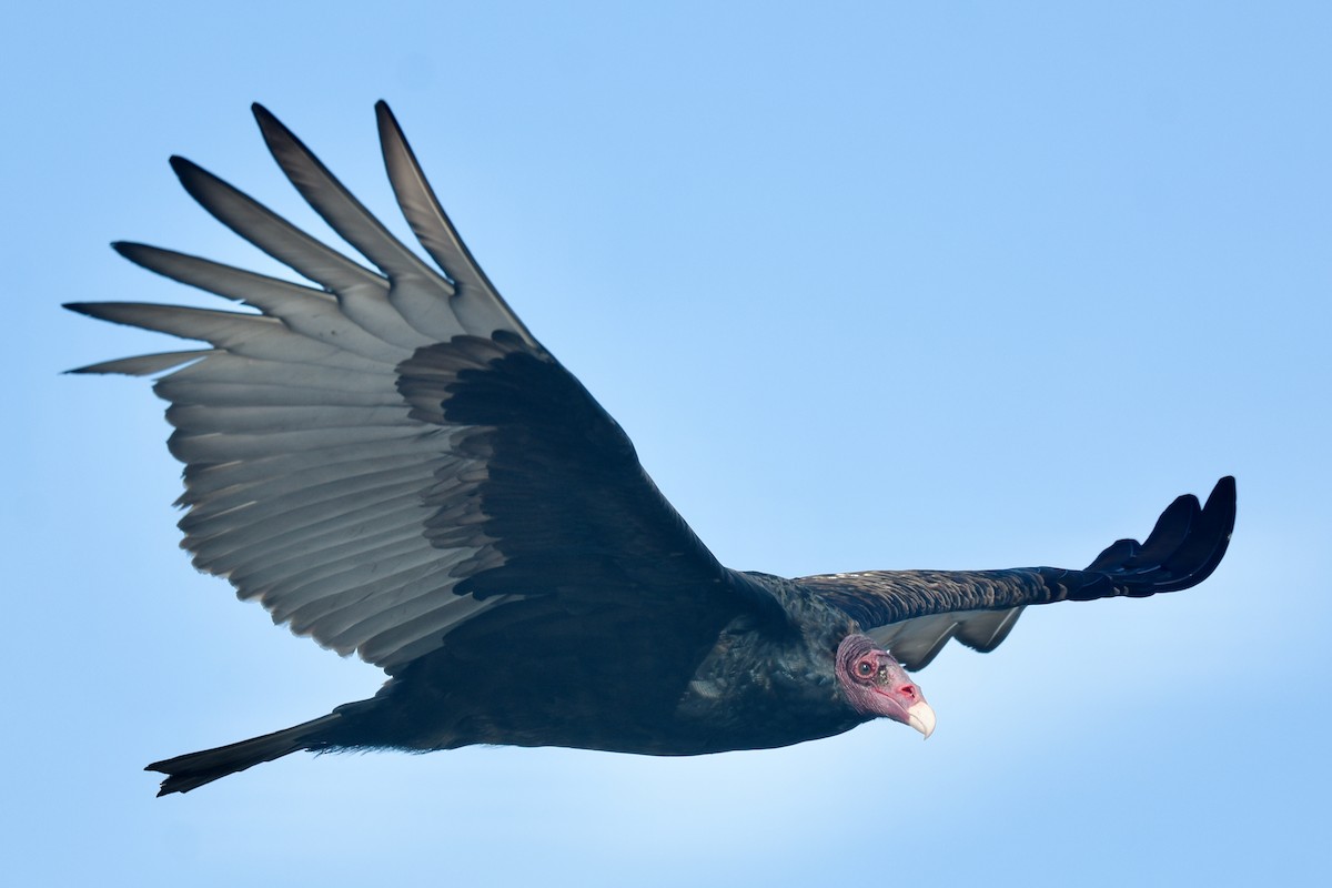 Turkey Vulture - ML628628523