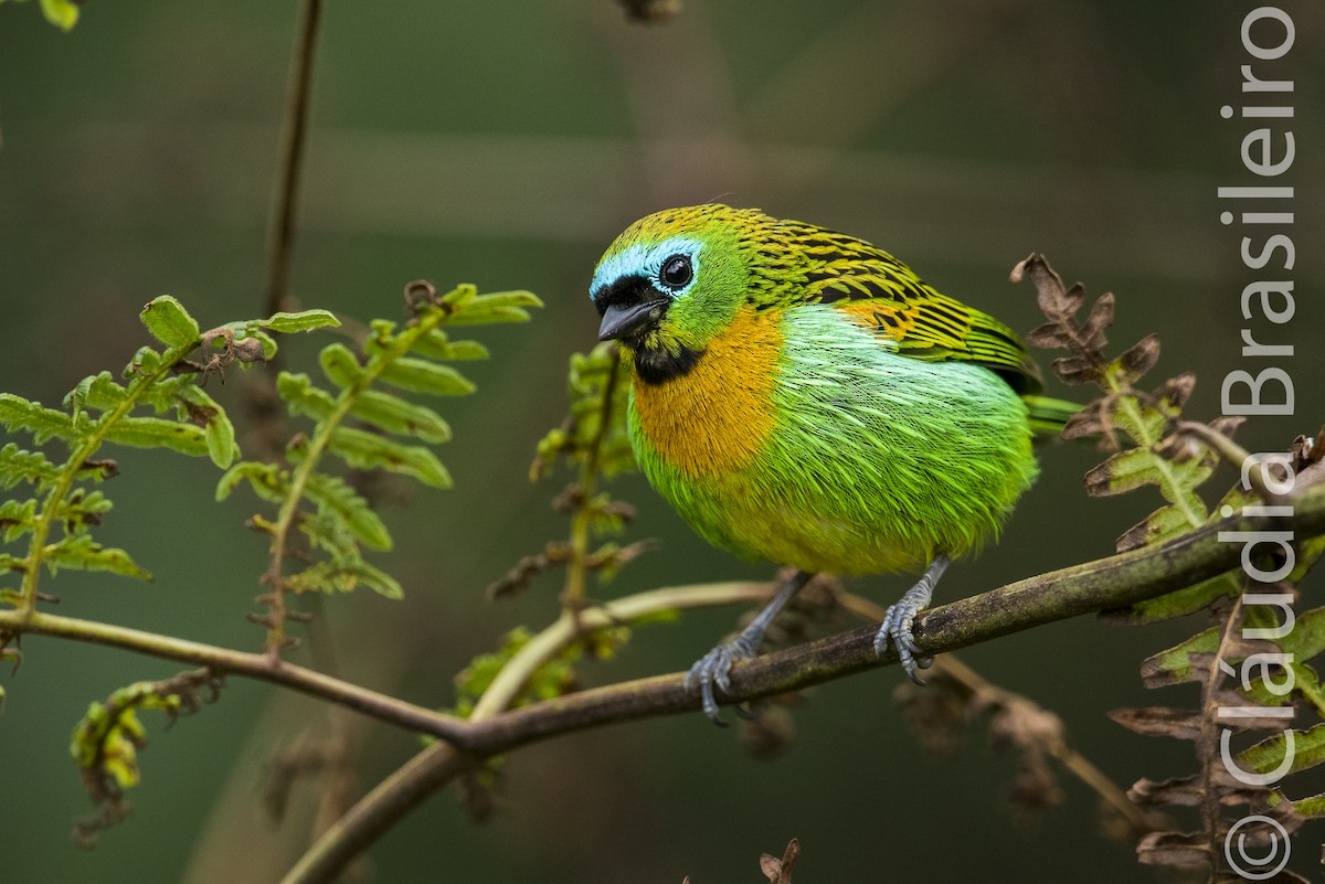 Brassy-breasted Tanager - Claudia Brasileiro