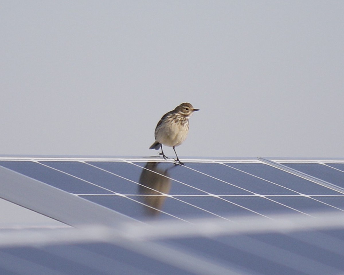 American Pipit - ML628628921