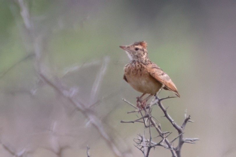 Rufous-naped Lark (Rufous-naped) - ML628628972