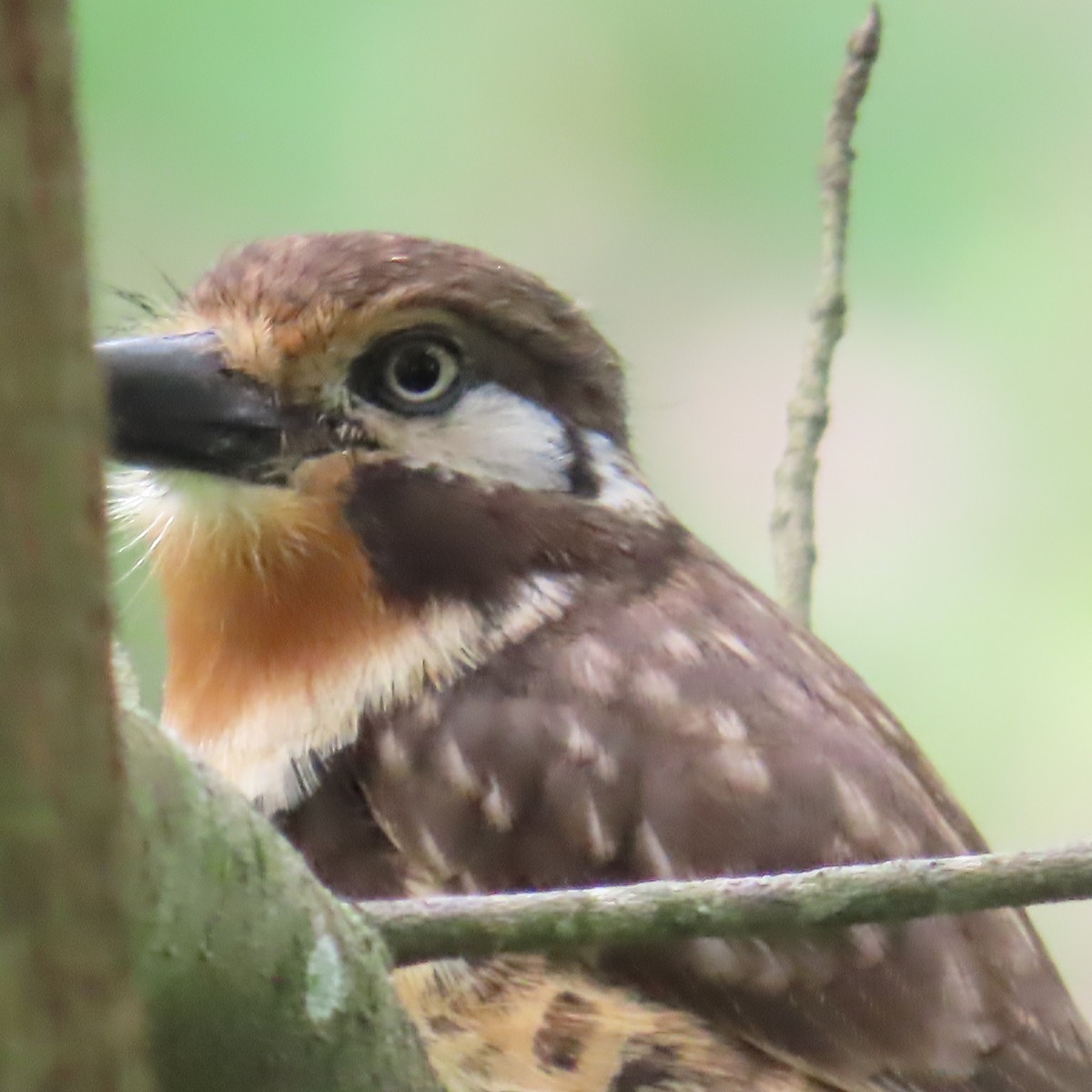 Russet-throated Puffbird - ML628629115