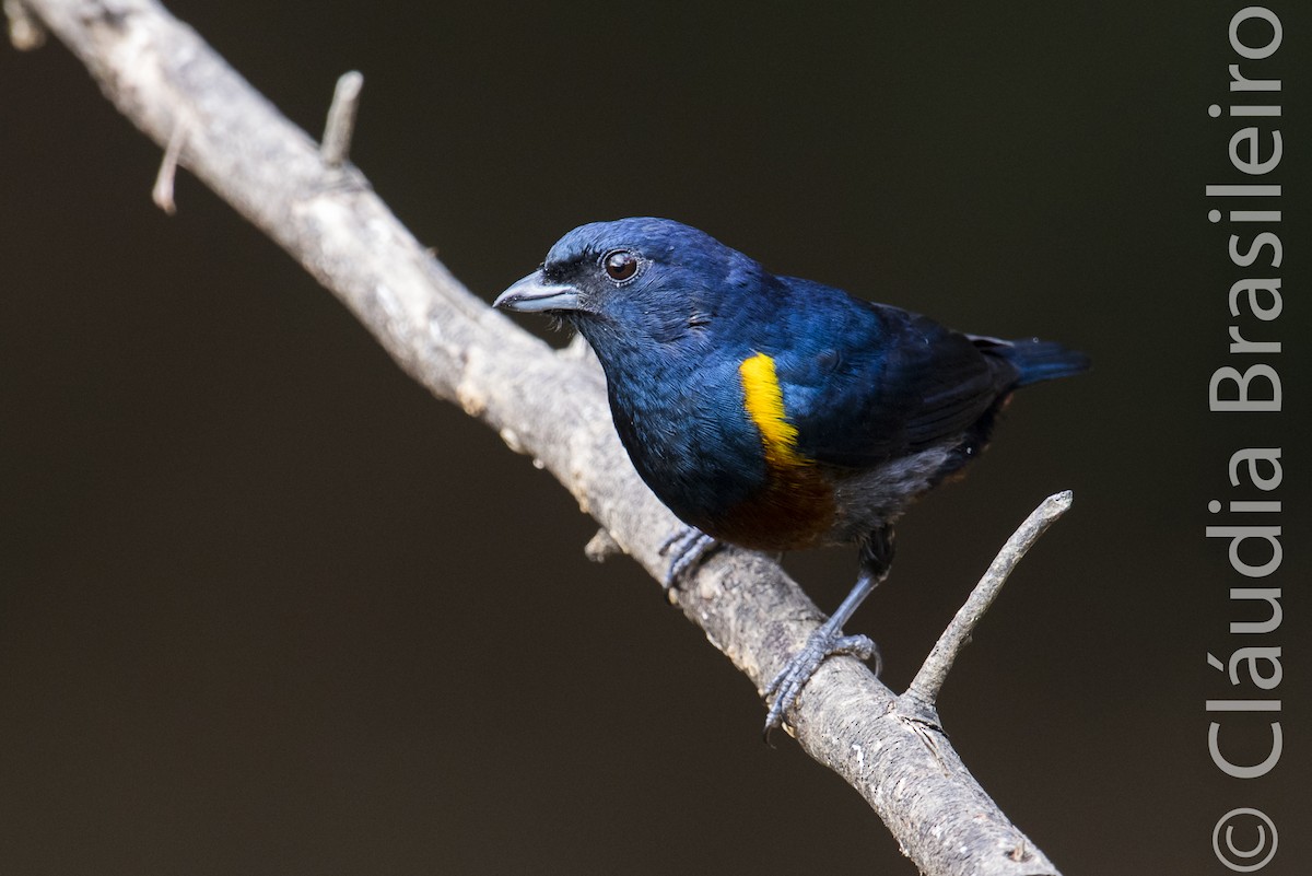 Chestnut-bellied Euphonia - ML62862931