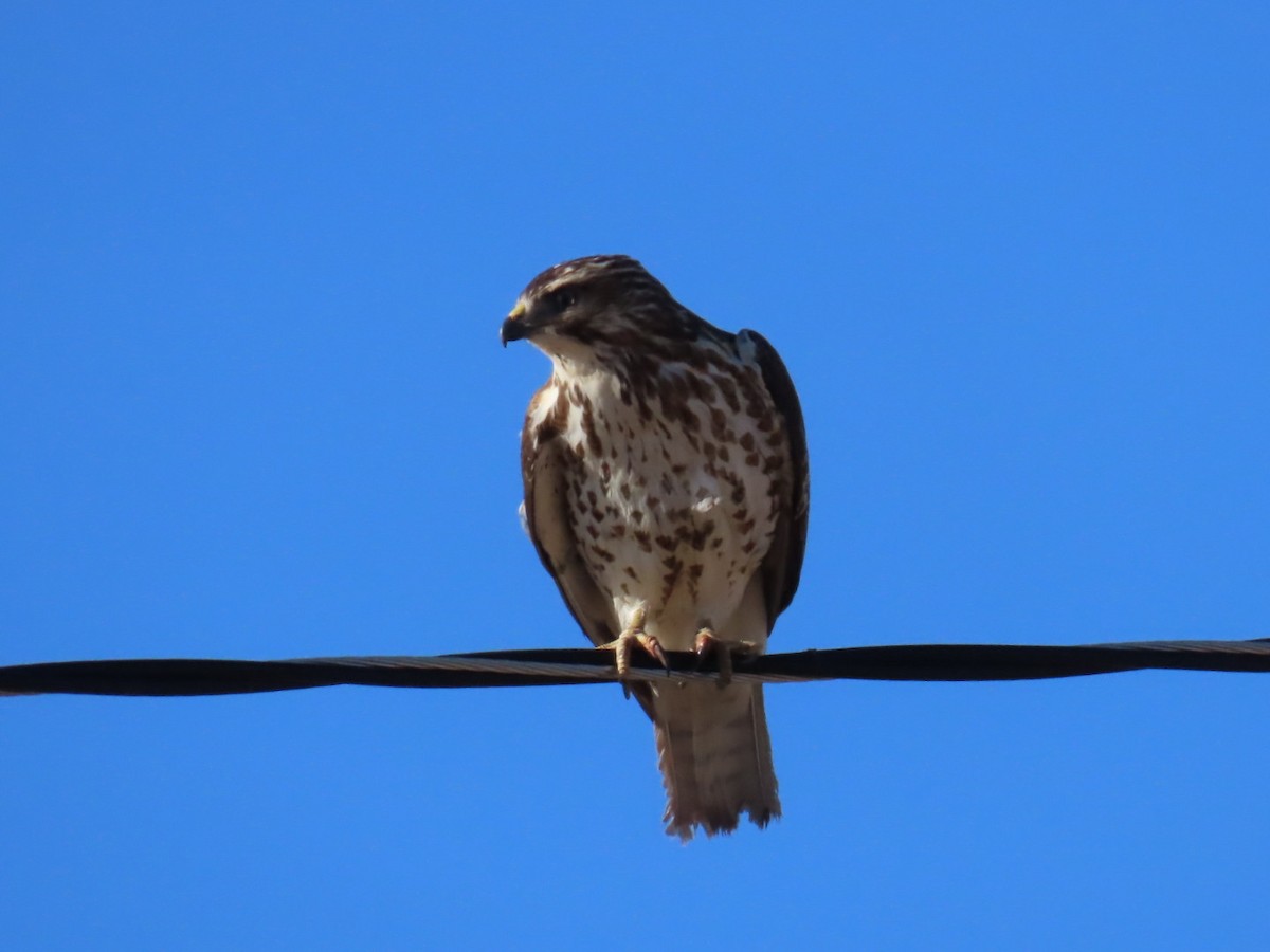 Broad-winged Hawk - ML628629364