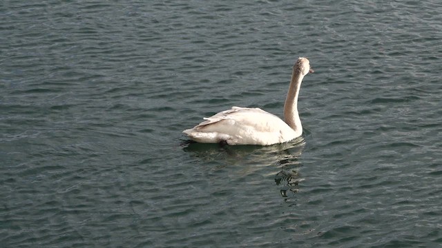 Cygne siffleur - ML628629569
