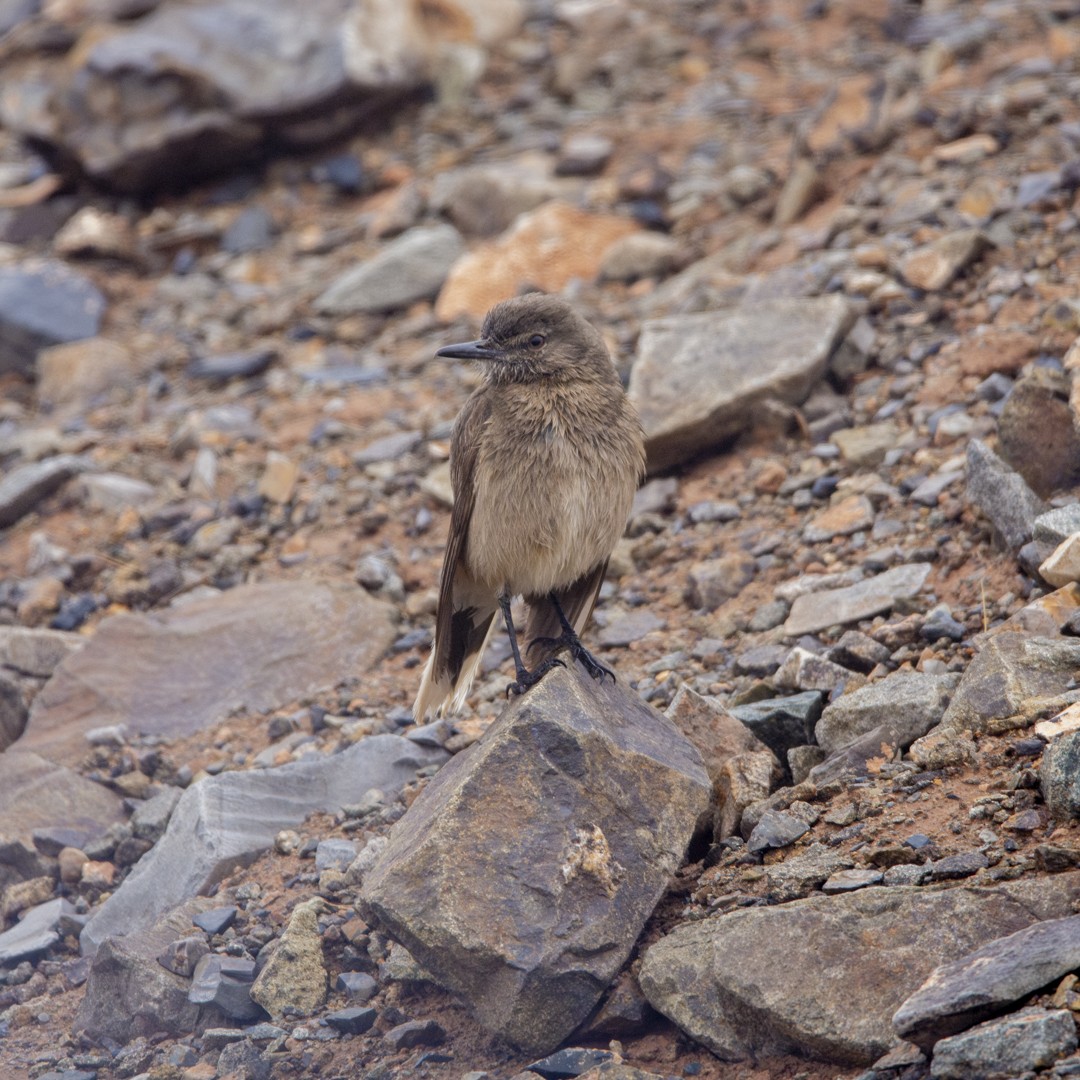 Black-billed Shrike-Tyrant - ML628629655