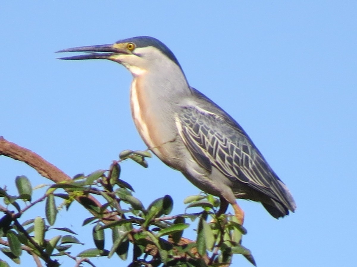 Striated Heron - ML628630084