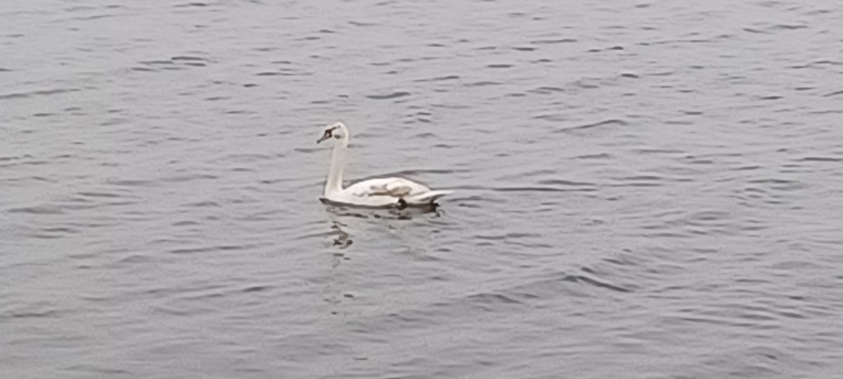 labuť velká - ML628630241