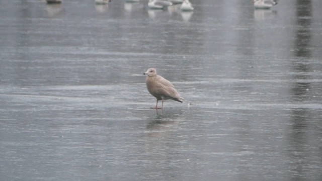 Glaucous Gull - ML628630613