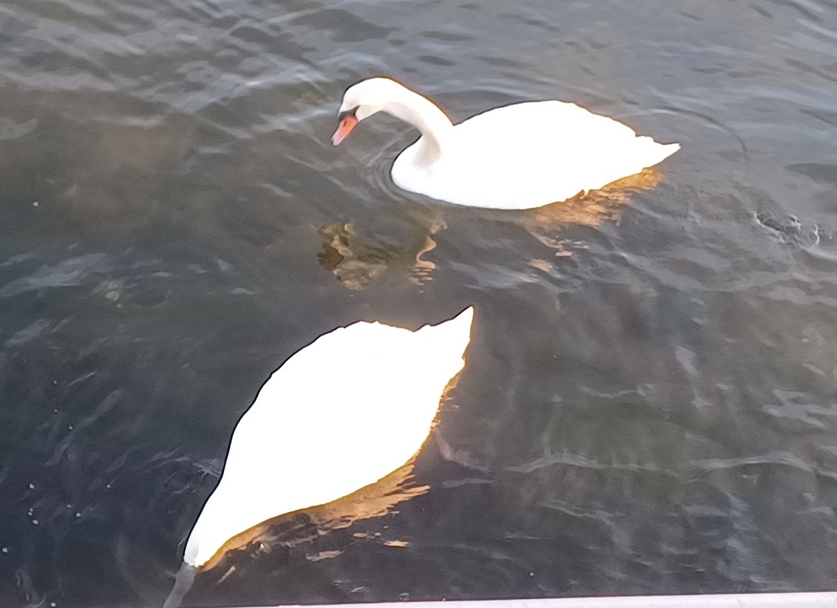 labuť velká - ML628631004