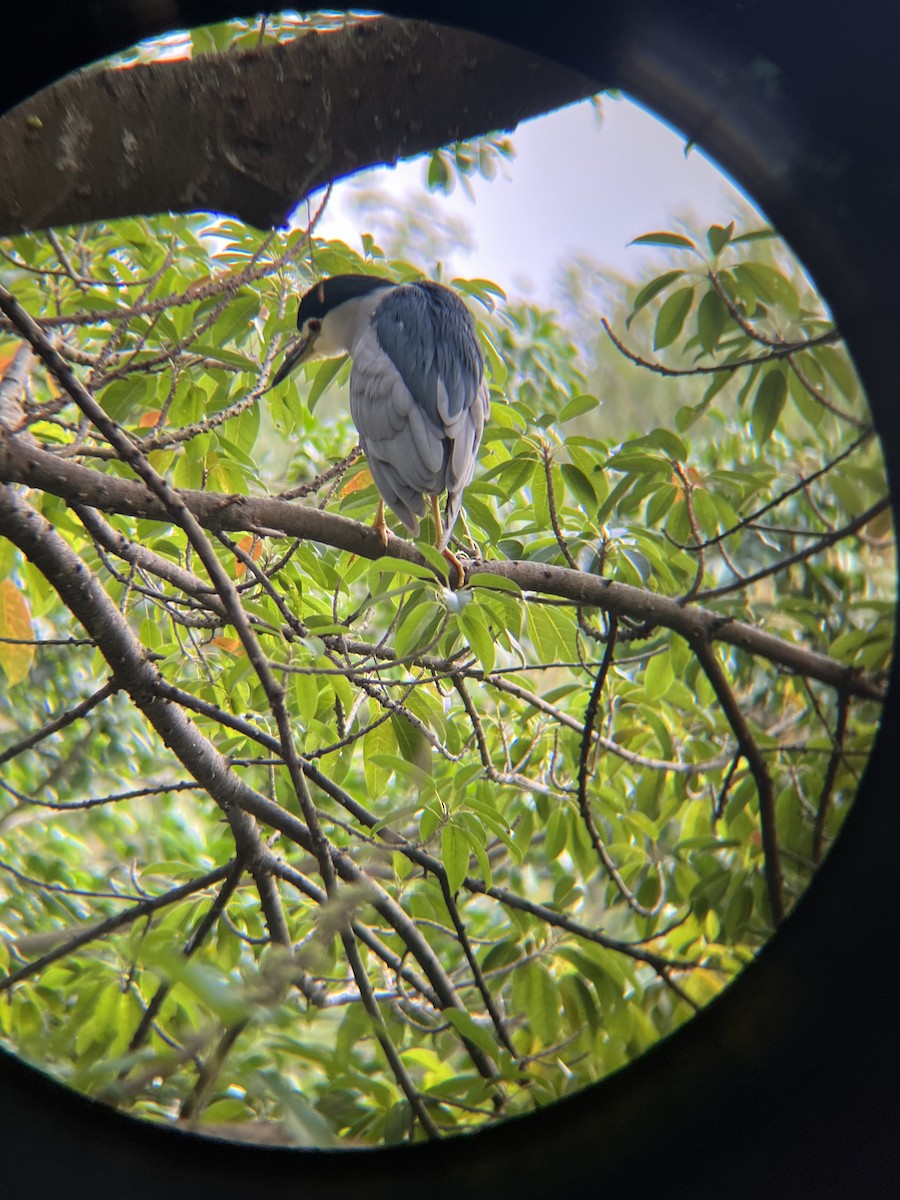 Black-crowned Night Heron - ML628631174