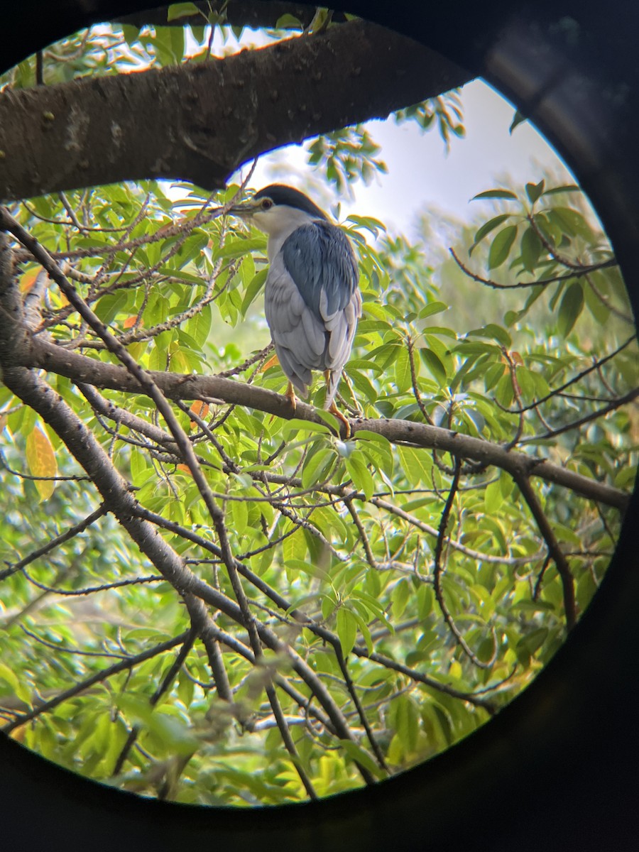 Black-crowned Night Heron - ML628631175
