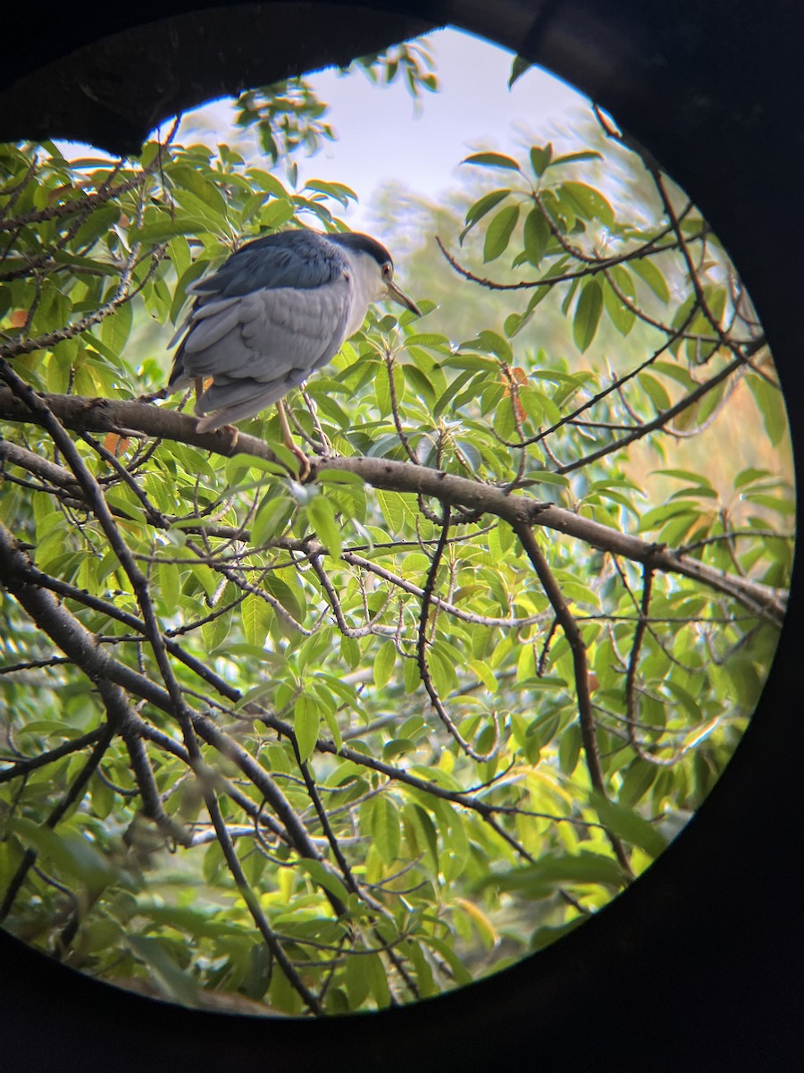 Black-crowned Night Heron - ML628631176