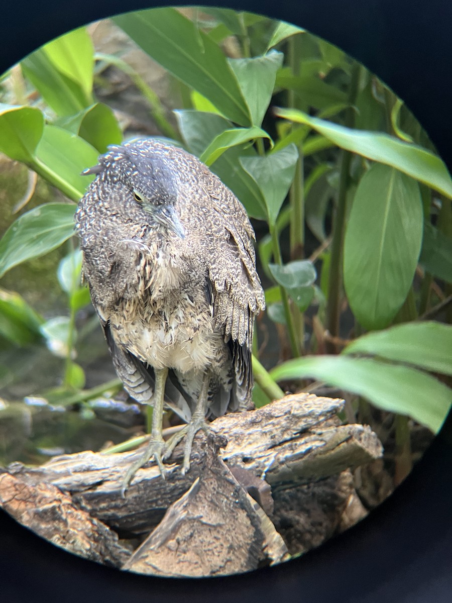 Malayan Night Heron - ML628631215