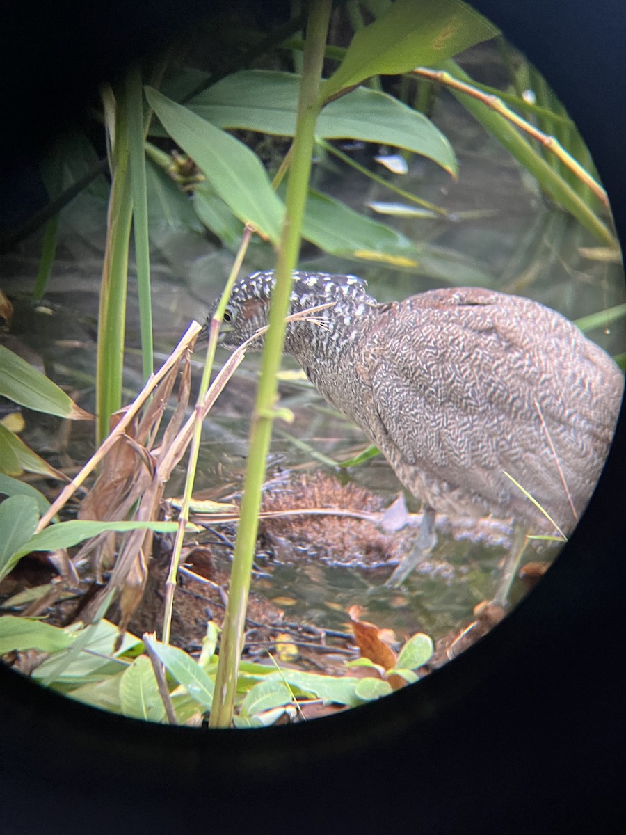 Malayan Night Heron - ML628631216
