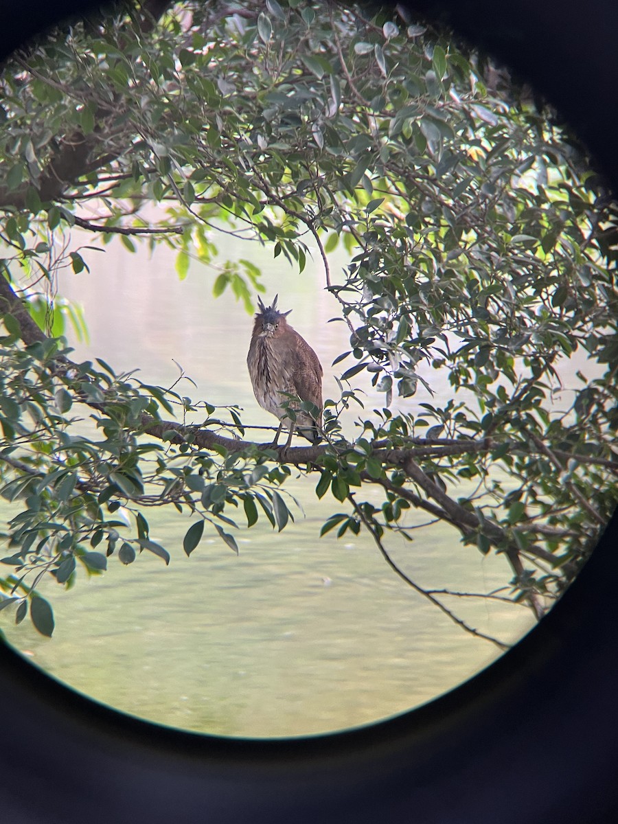 Malayan Night Heron - ML628631217
