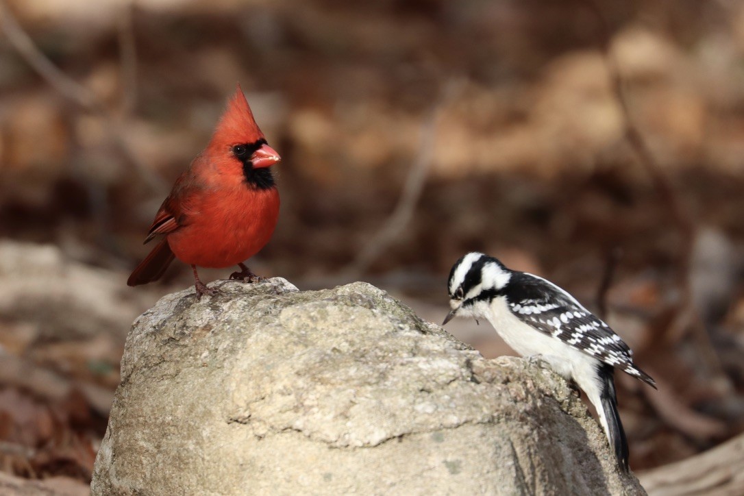 Northern Cardinal - ML628631220