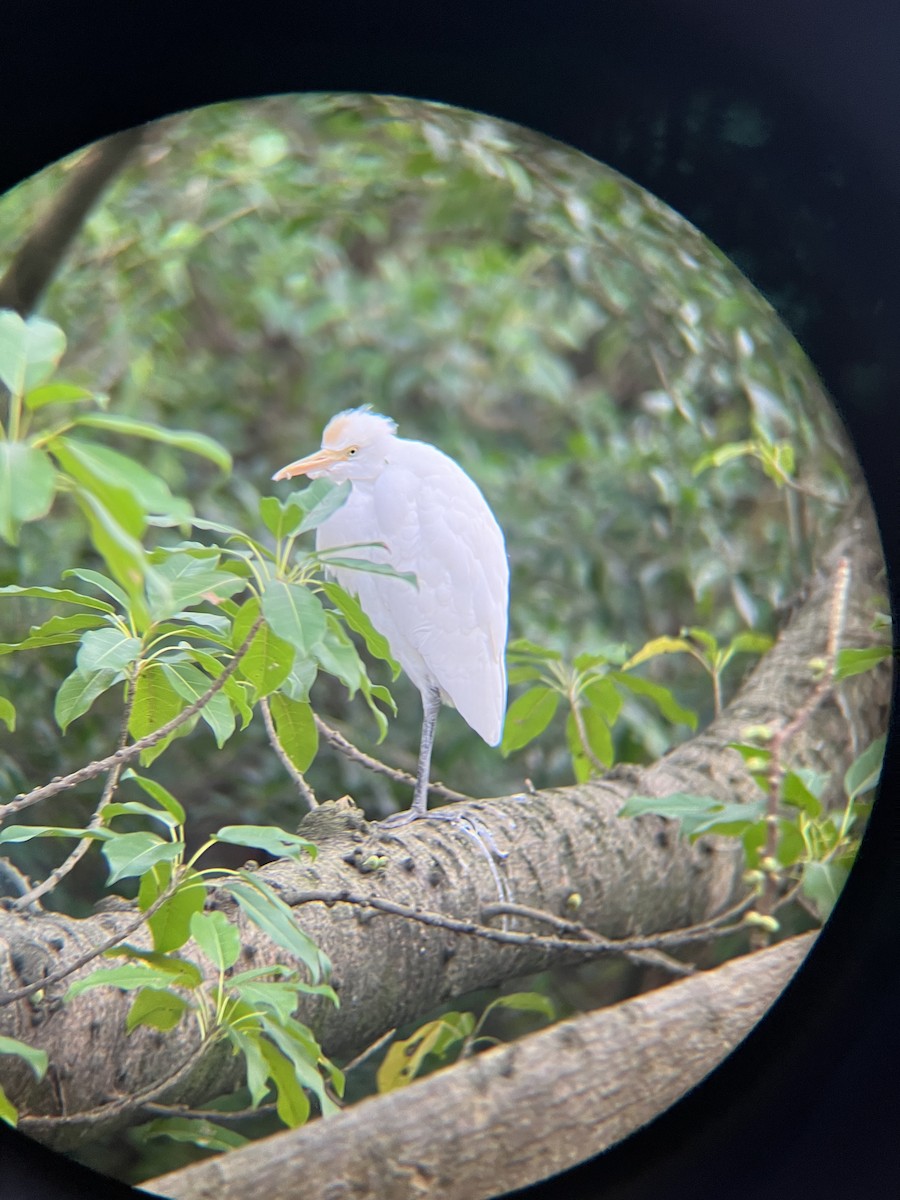 Eastern Cattle-Egret - ML628631234