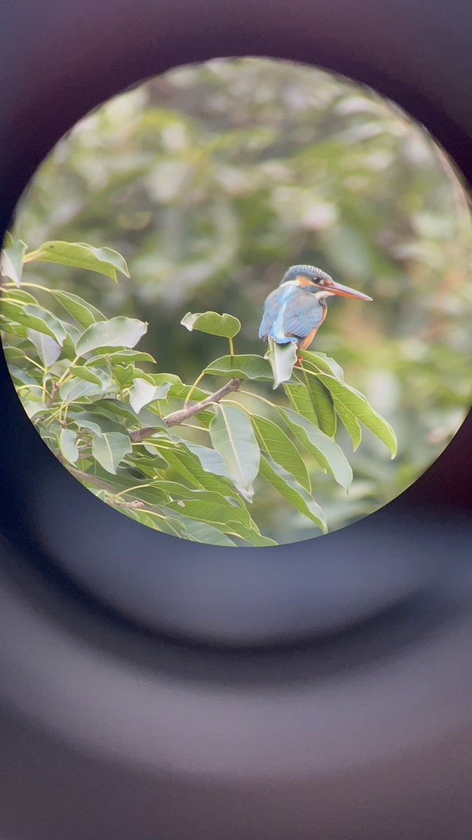 Common Kingfisher - ML628631294