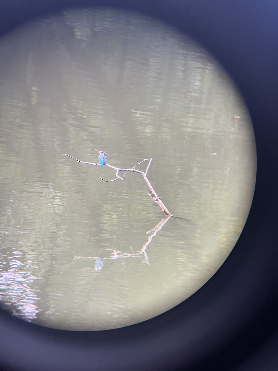 Common Kingfisher - ML628631295