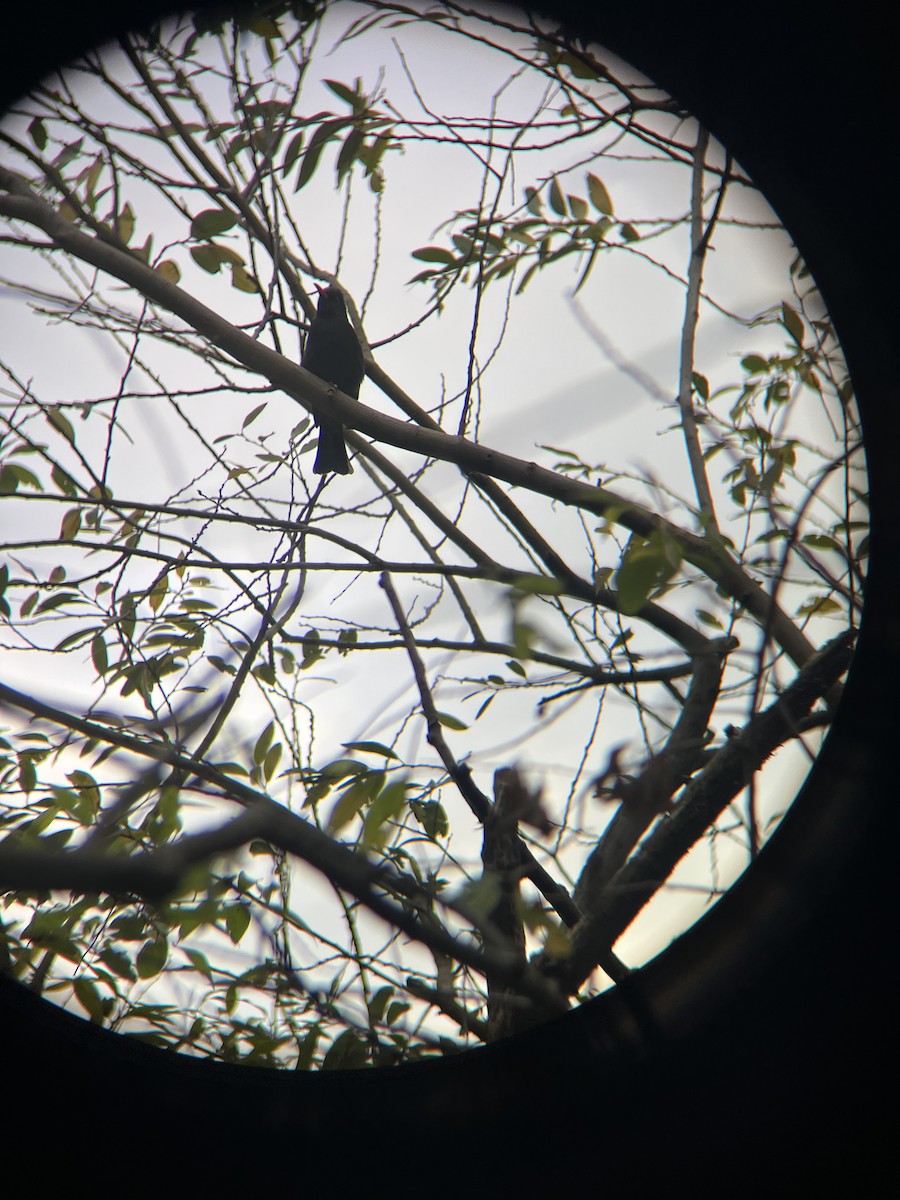 Black Bulbul - ML628631333