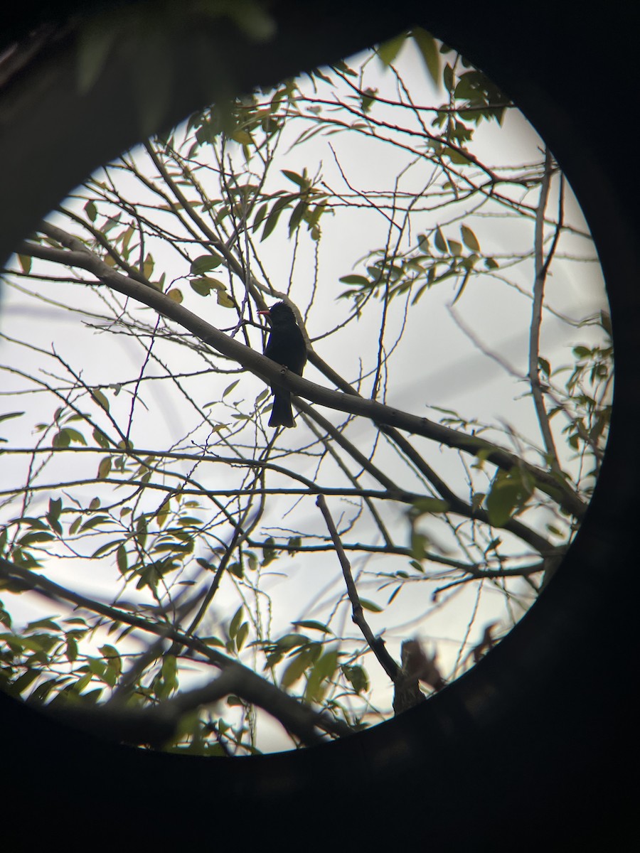 Black Bulbul - ML628631334