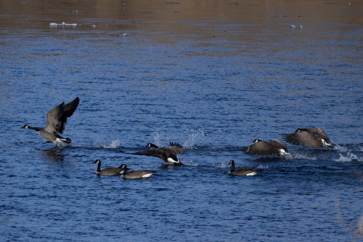 Канад галуу - ML628631603