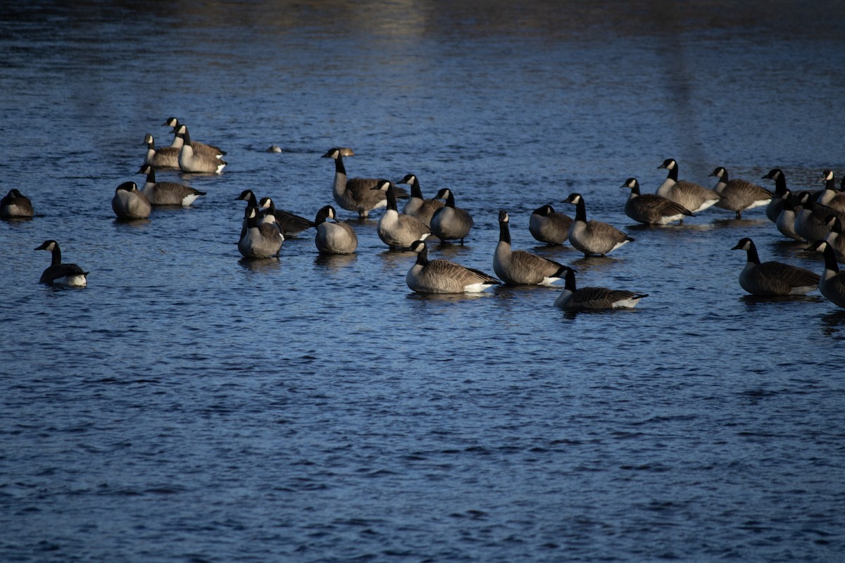 Канад галуу - ML628631606