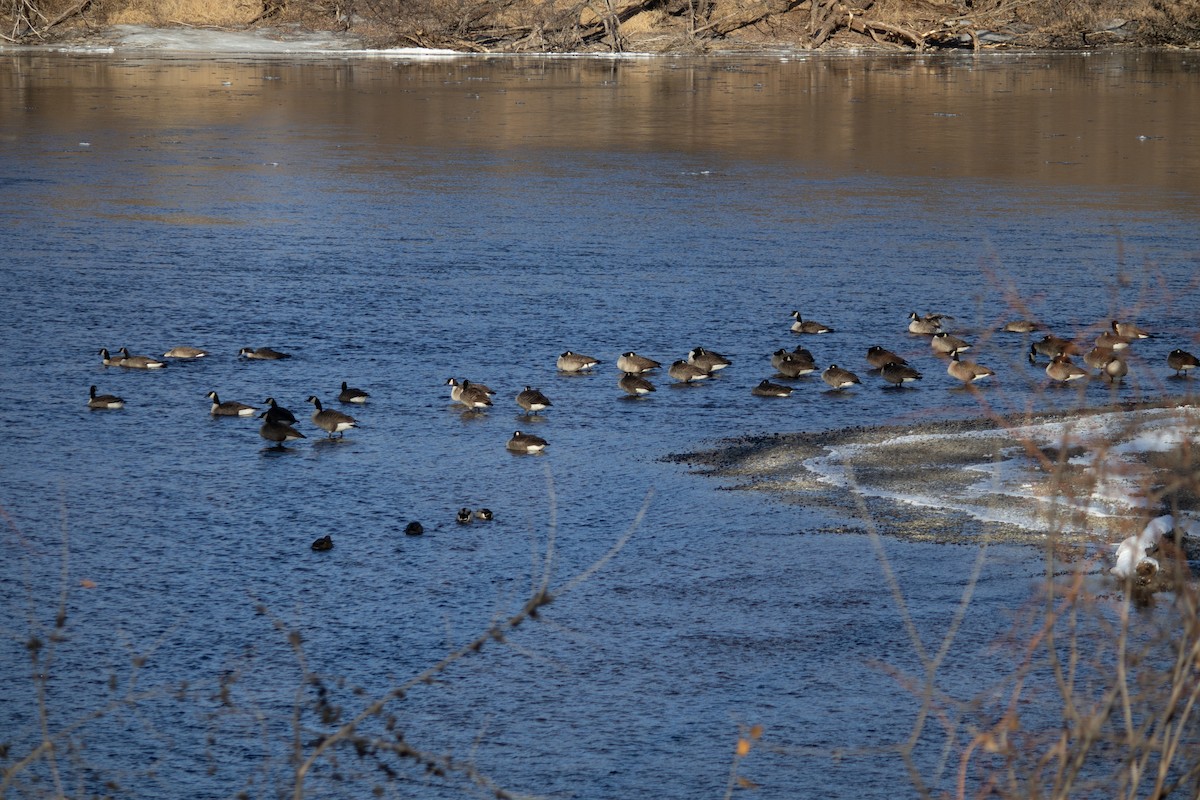 Канад галуу - ML628631611