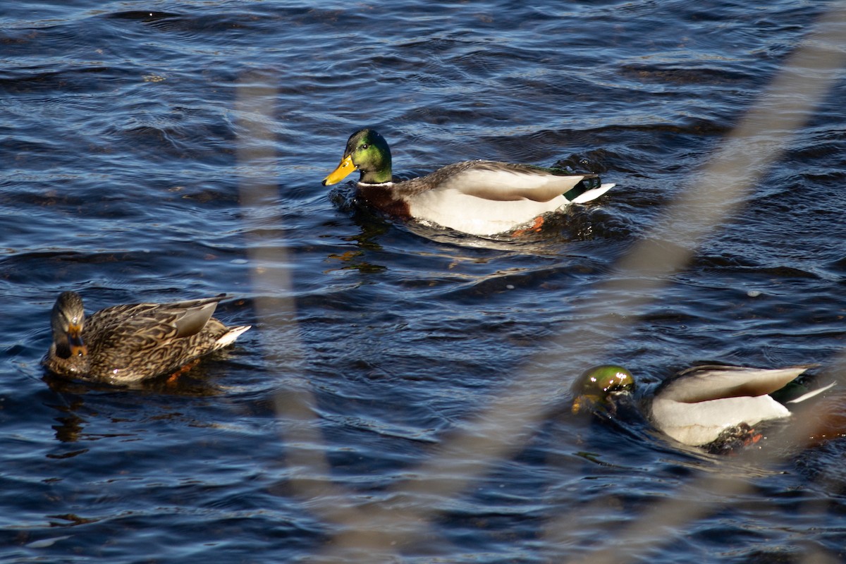 Зэрлэг нугас - ML628631624