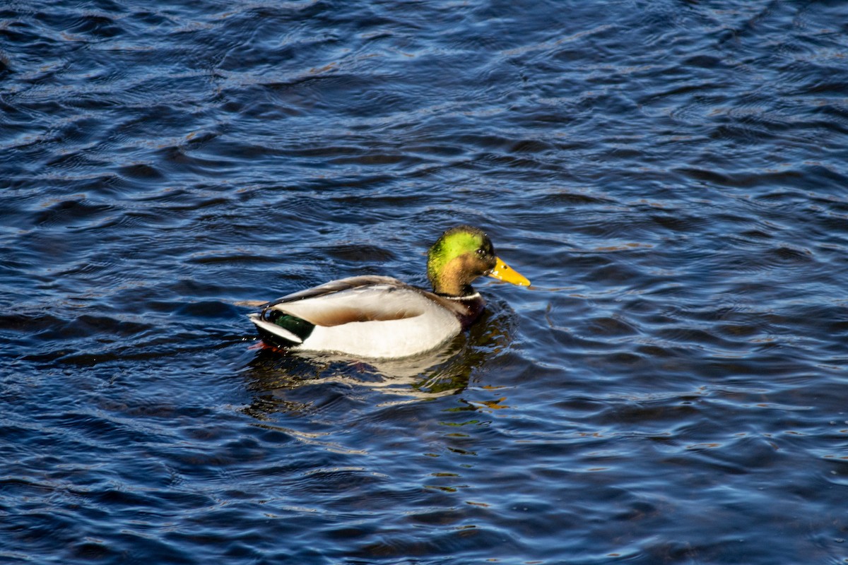 Зэрлэг нугас - ML628631626