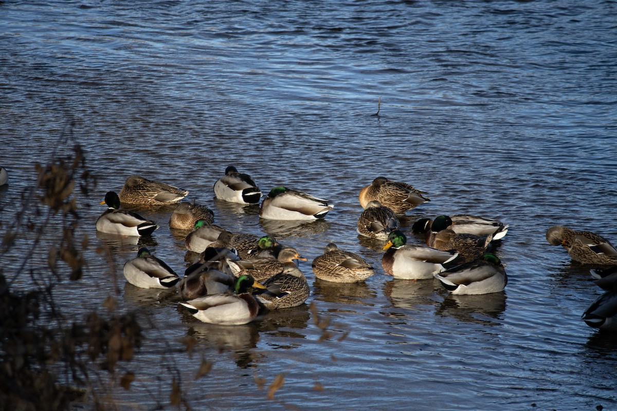 Зэрлэг нугас - ML628631629