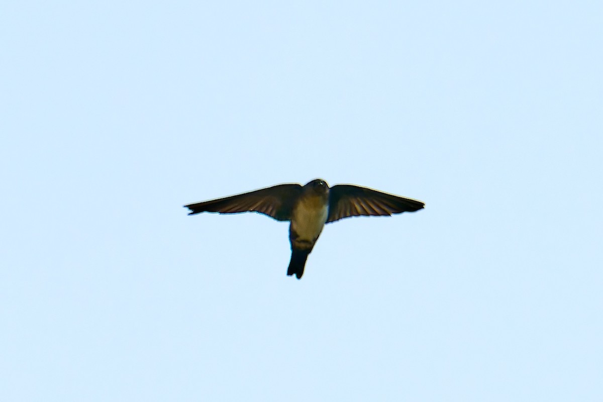 Pale-footed Swallow - ML628631636
