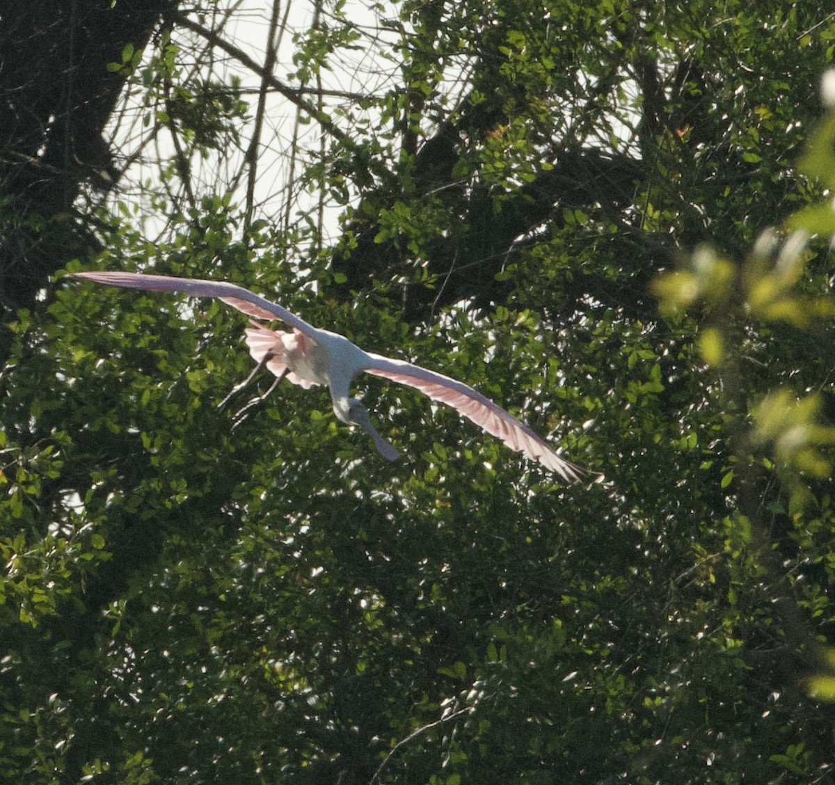 Roseate Spoonbill - ML628631736
