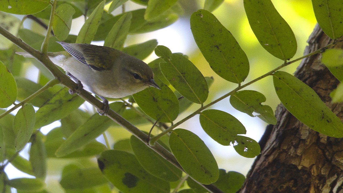 Tennessee Warbler - ML628631826