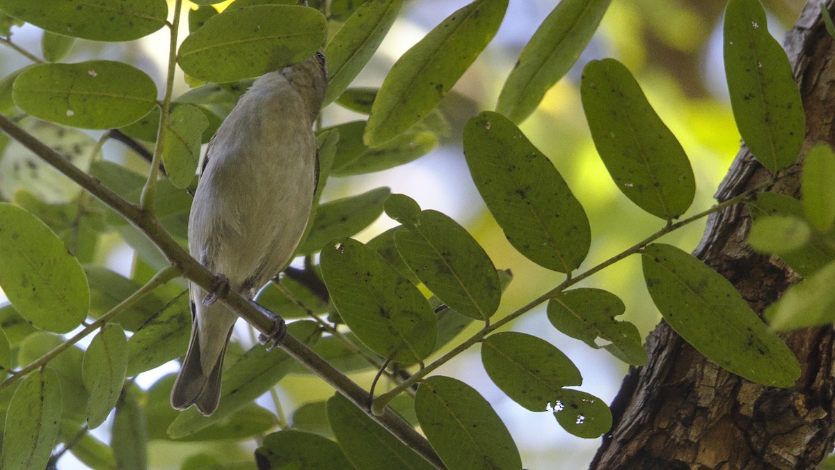 Tennessee Warbler - ML628631827