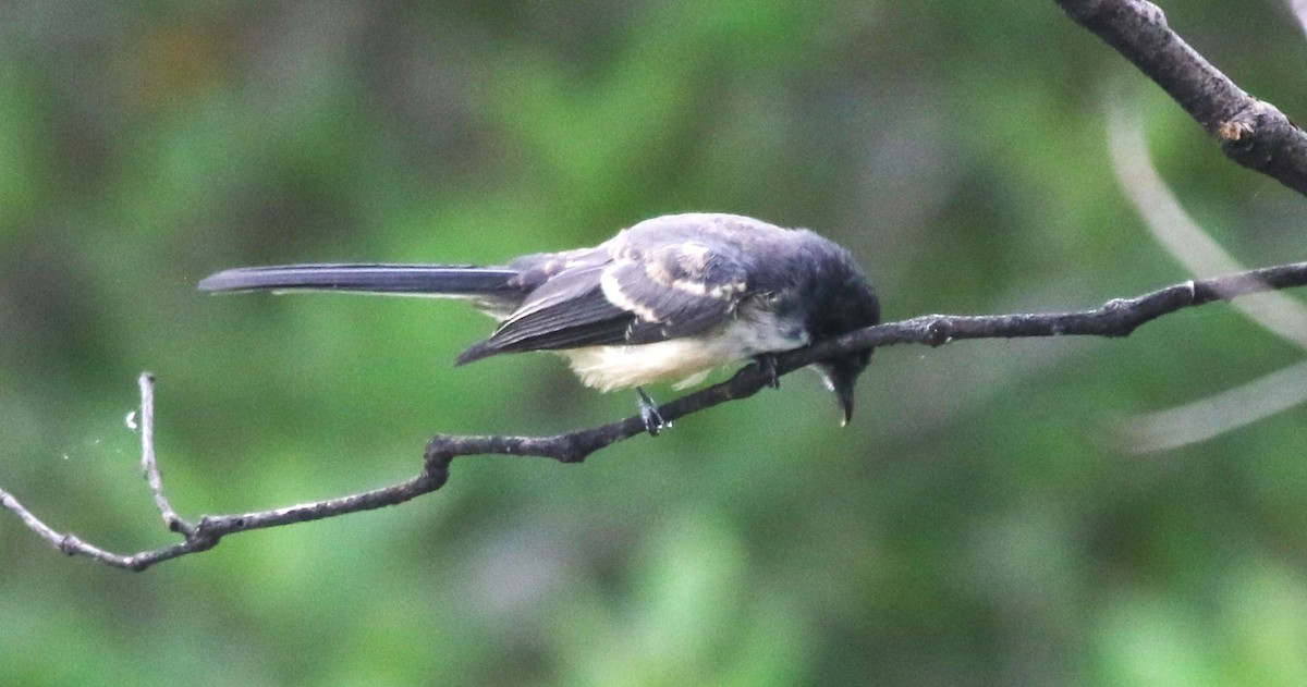 Northern Fantail (Timor) - ML628631832