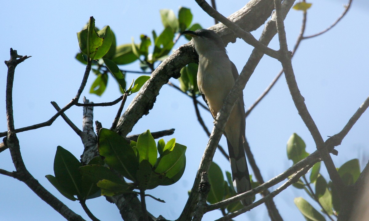 Mangrove Cuckoo - ML628631855