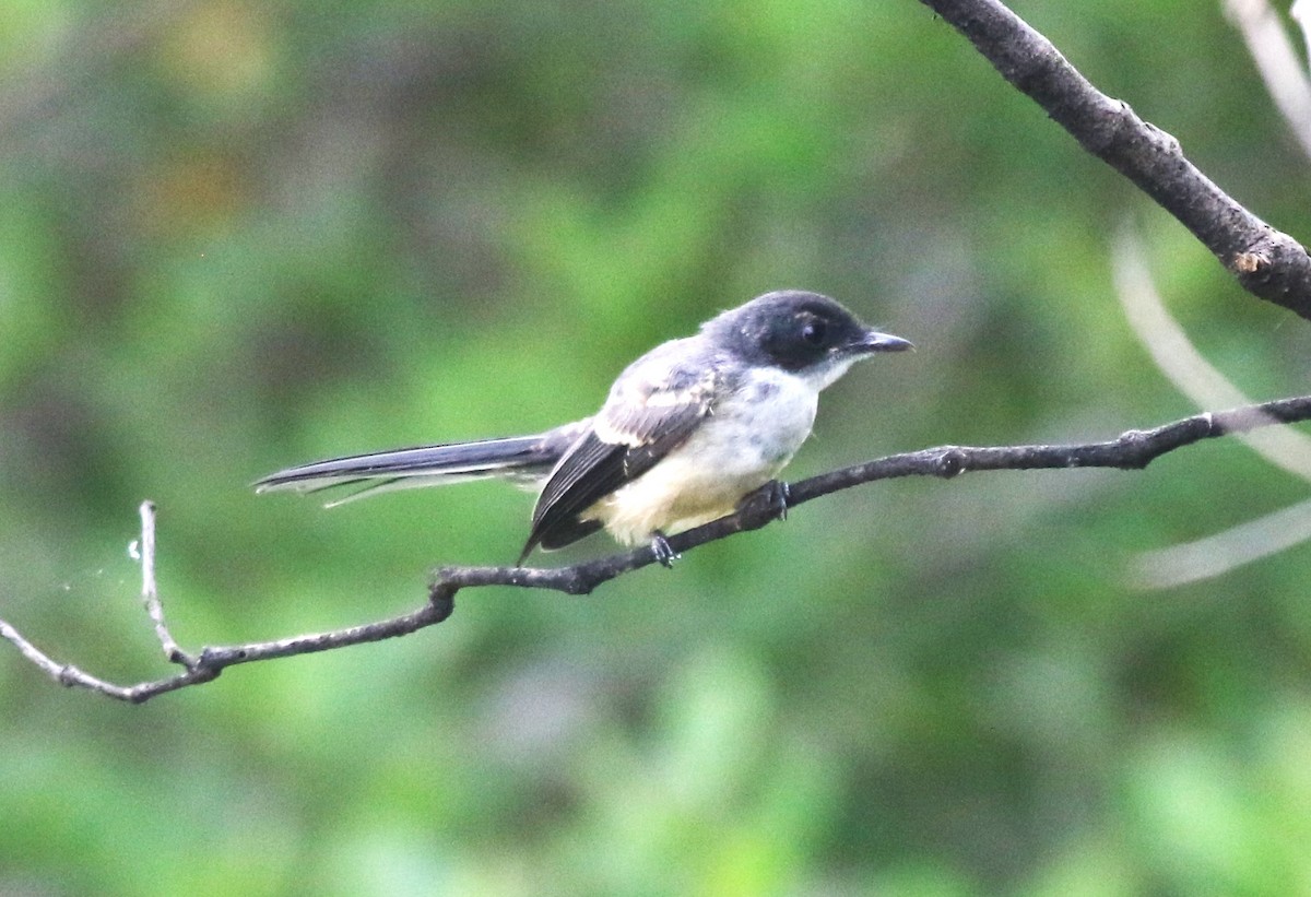 Northern Fantail (Timor) - ML628631857