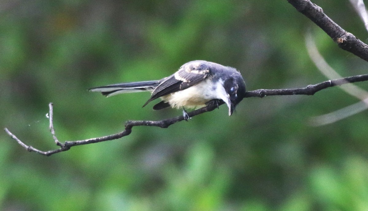 Northern Fantail (Timor) - ML628631878