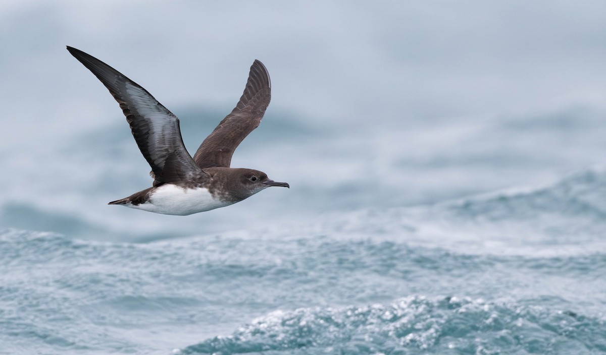 Puffin de Hutton - ML628631942