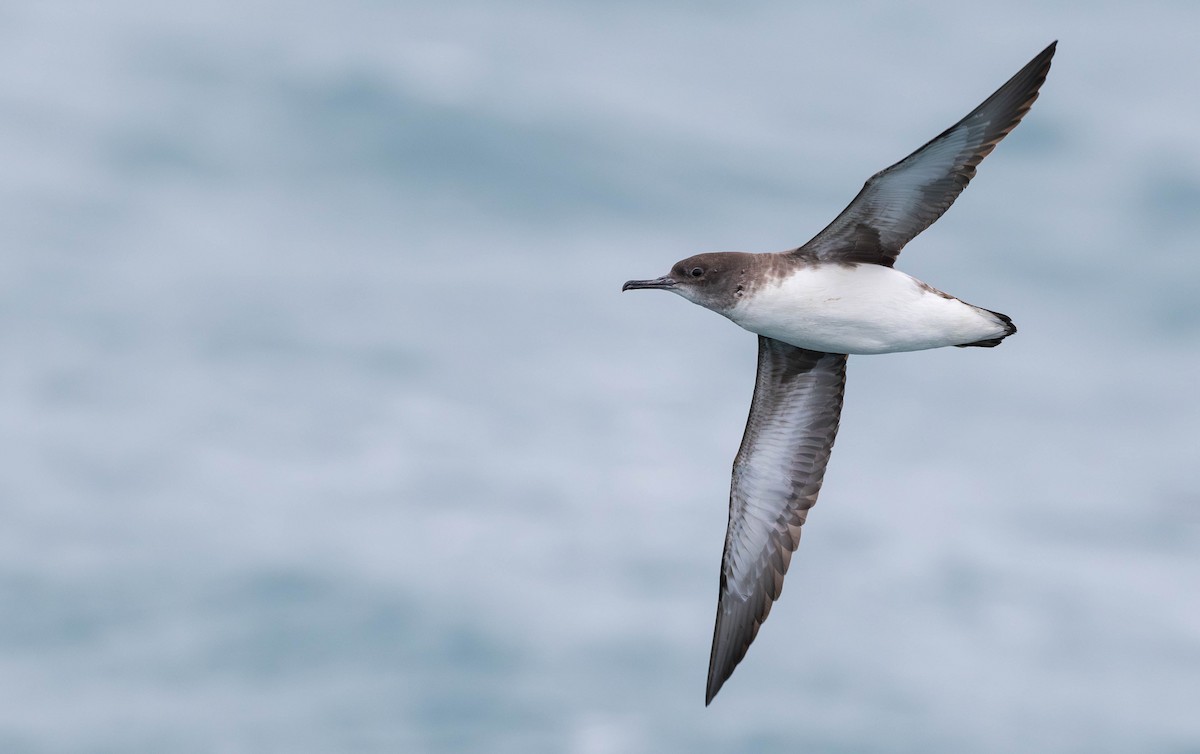 Puffin de Hutton - ML628632223