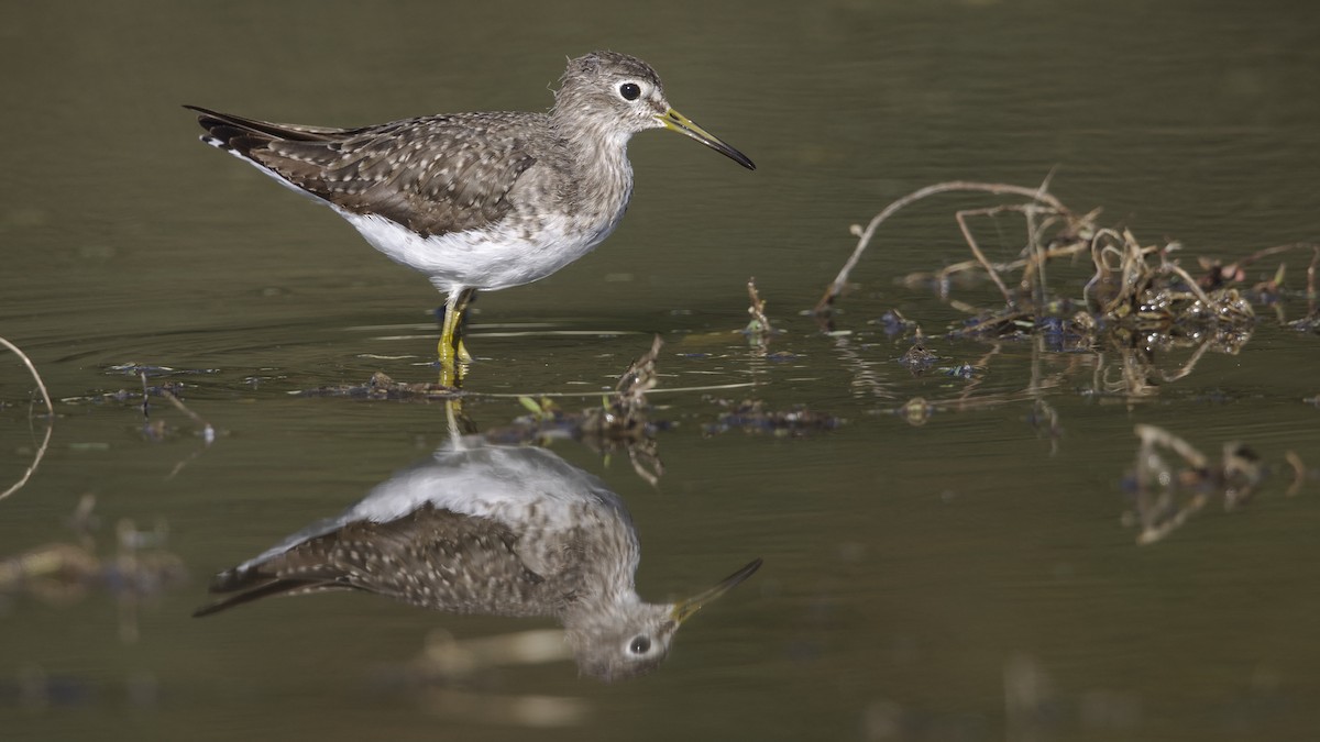 Solitary Sandpiper - ML628632263