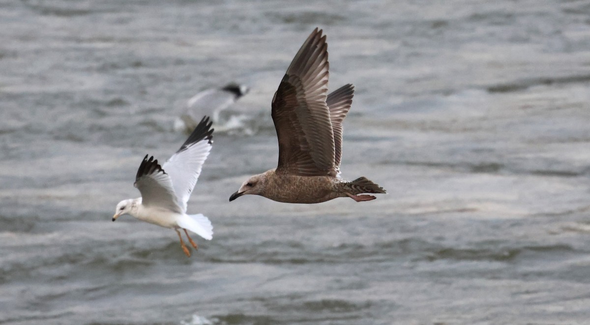 American Herring Gull - ML628632311