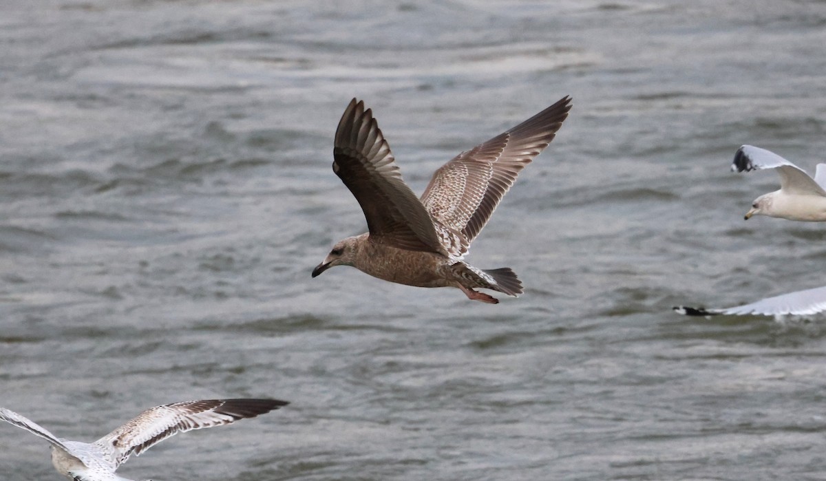 American Herring Gull - ML628632312
